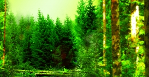 Gérer durablement votre forêt Gérer durablement votre forêt