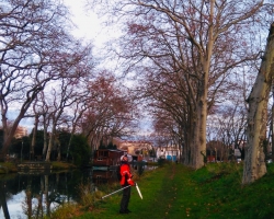 Platanes du Canal du Midi - CABINET COUDERT Platanes du Canal du Midi - CABINET COUDERT